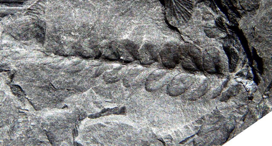 Neuropteris parvifolia